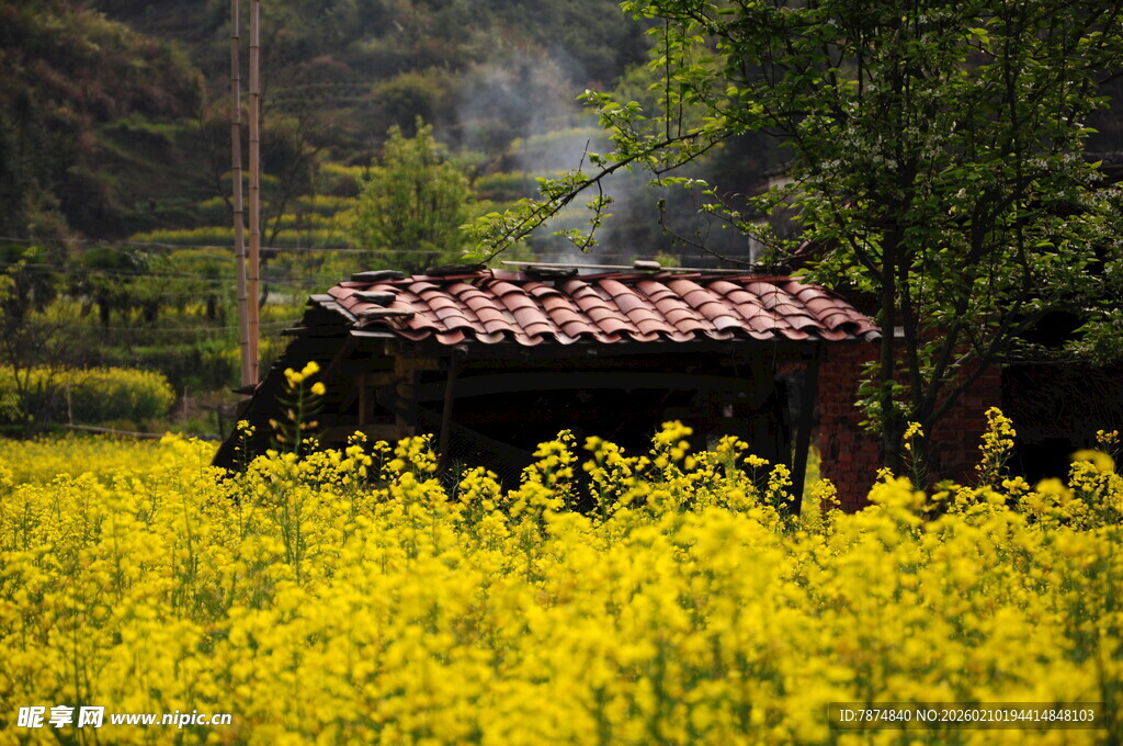 婺源油菜花海中的古朴小屋