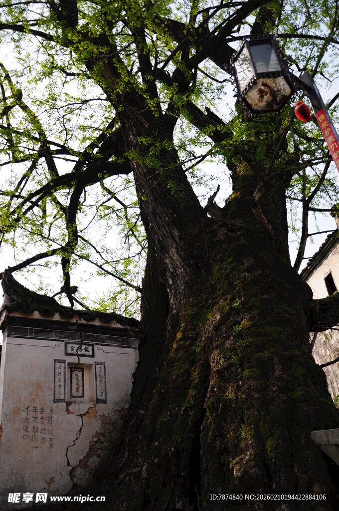 婺源古老大树旁的中式建筑