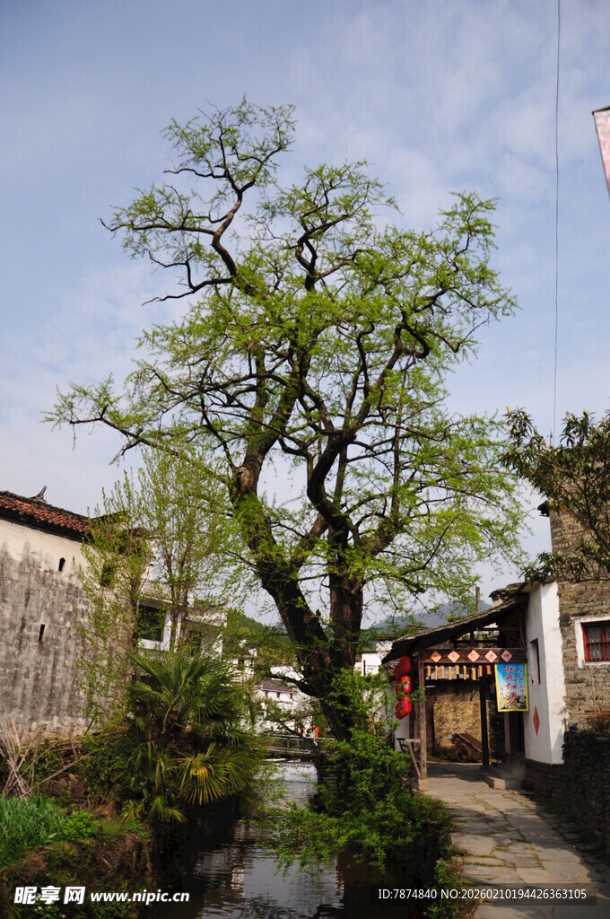 婺源古巷旁的葱郁绿树