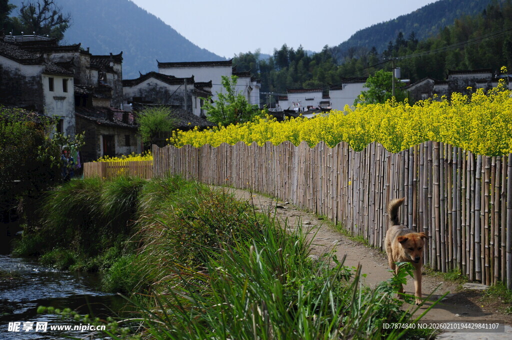 婺源乡村田园风光 篱笆与溪流
