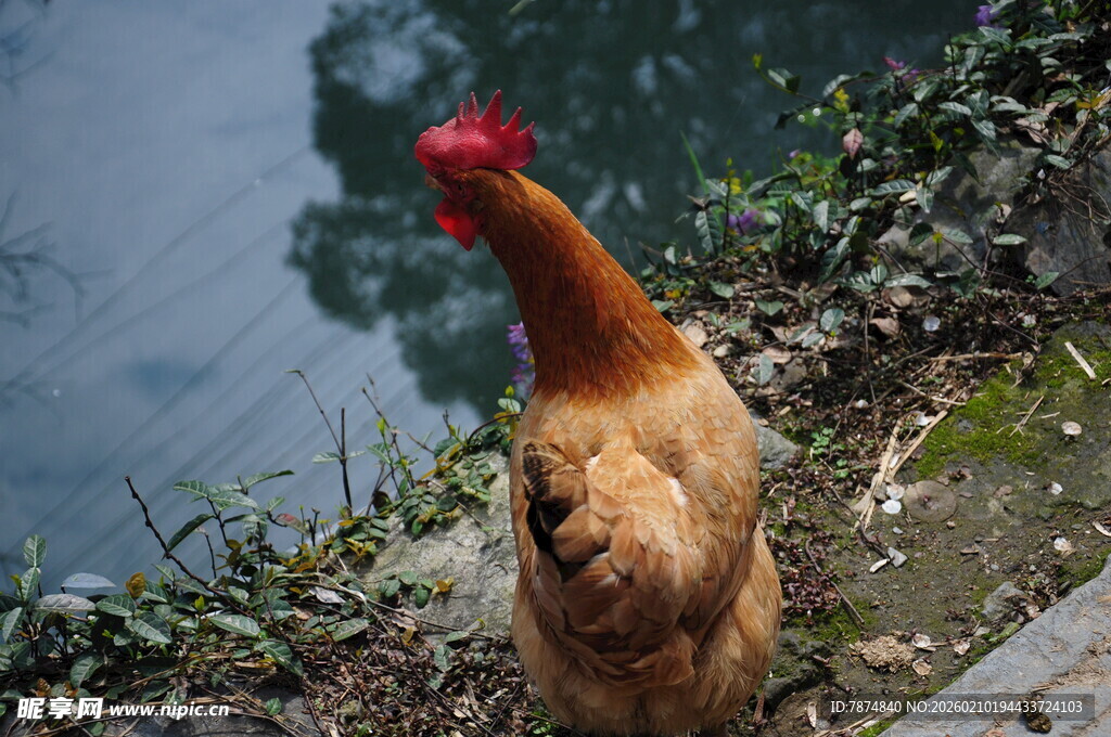 婺源水边的红冠母鸡