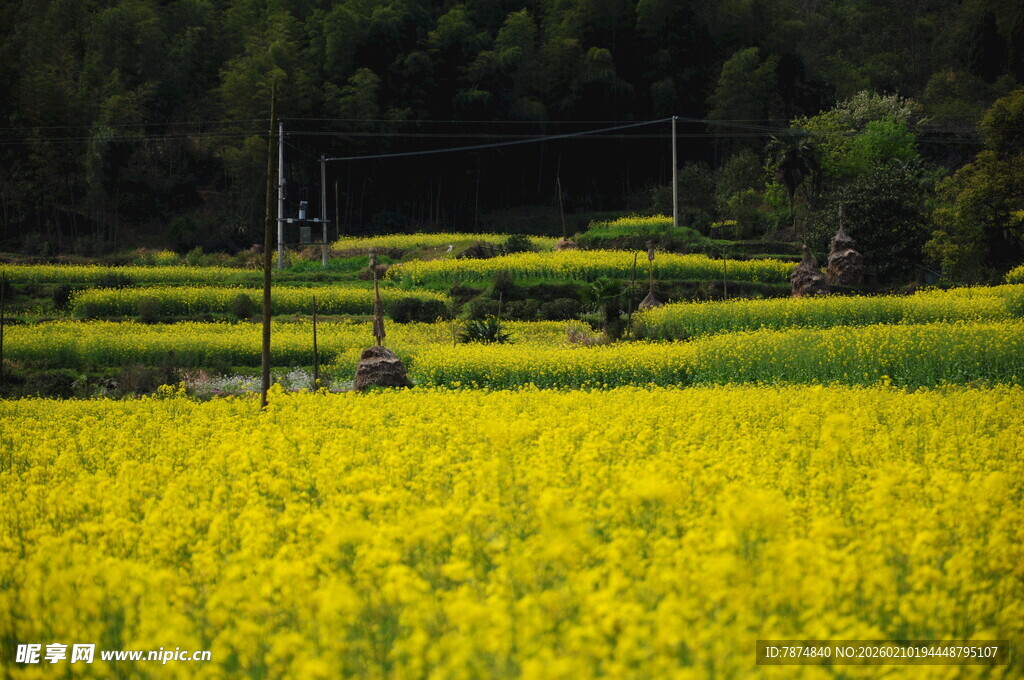婺源春日金黄油菜花田美景