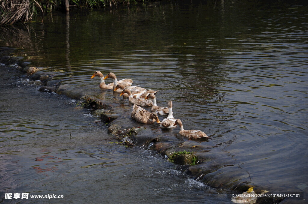 婺源鸭群水中嬉戏