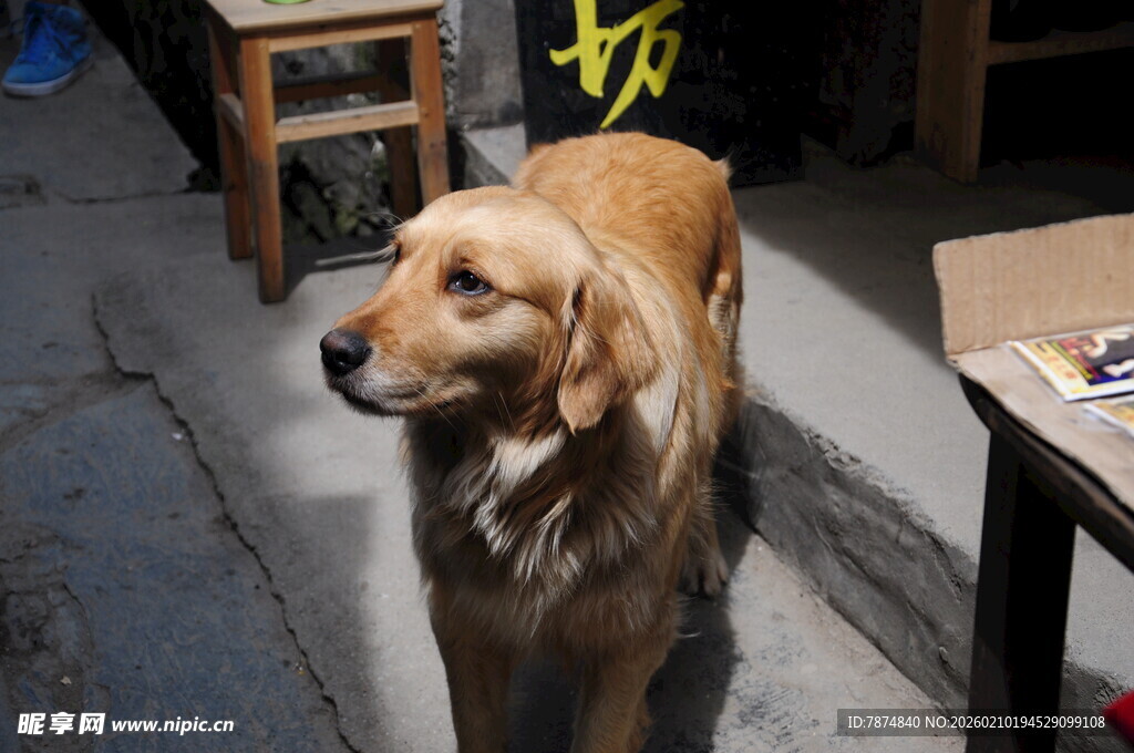 婺源室内站立的金毛犬