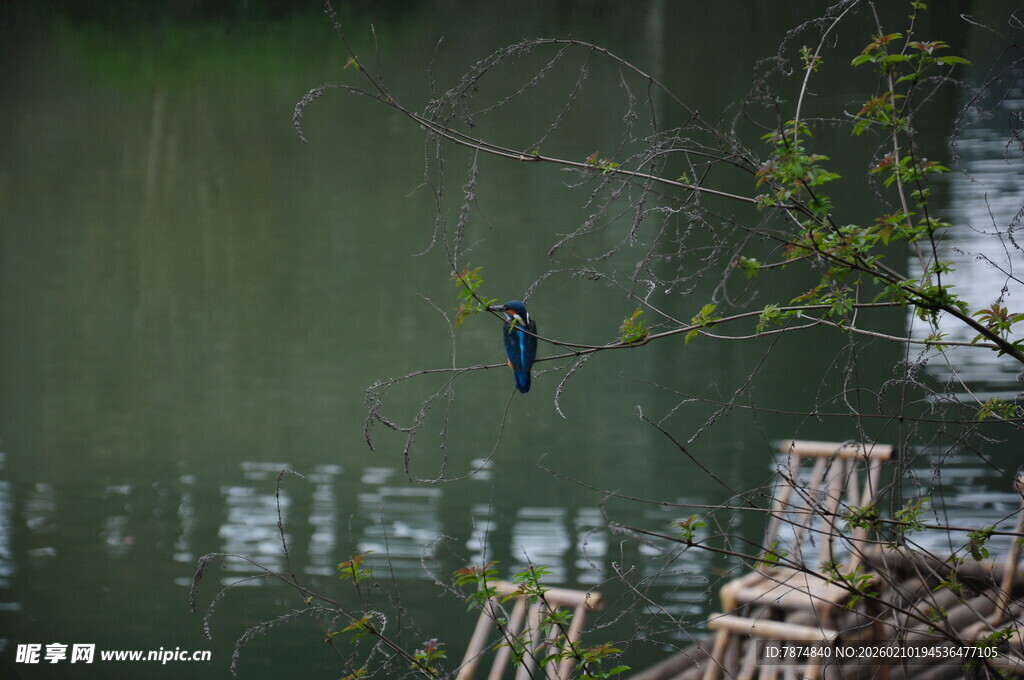 婺源水边翠鸟立于枝头