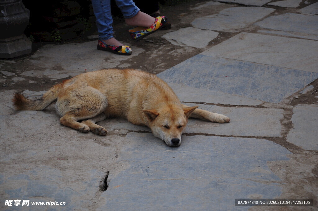 婺源路边酣睡的黄色流浪狗