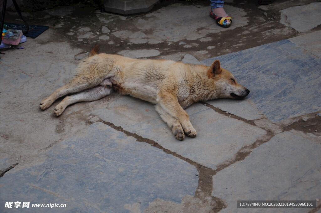 婺源街头酣睡的流浪狗
