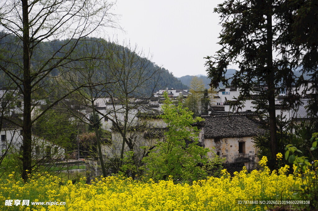 婺源春日乡村油菜花美景