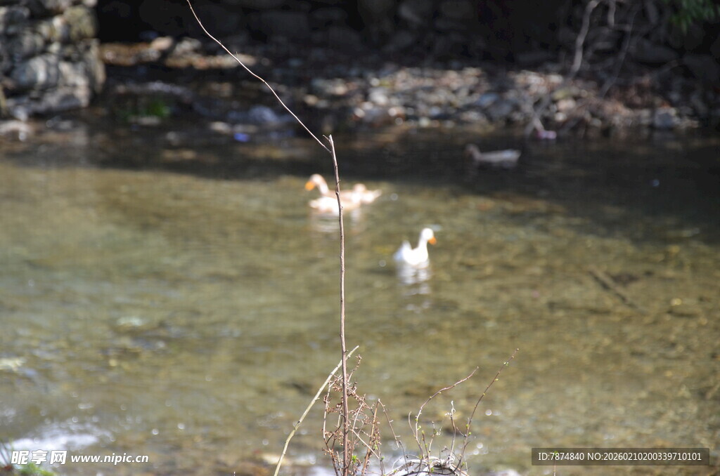 婺源溪边戏水的鸭子
