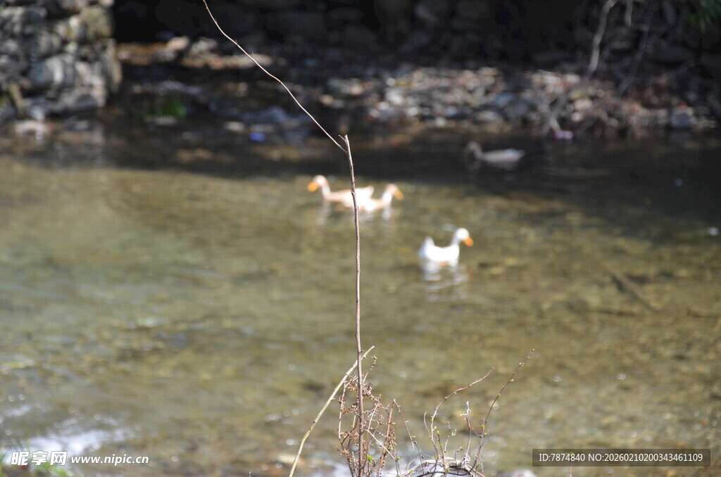 婺源溪边戏水的几只鸭子