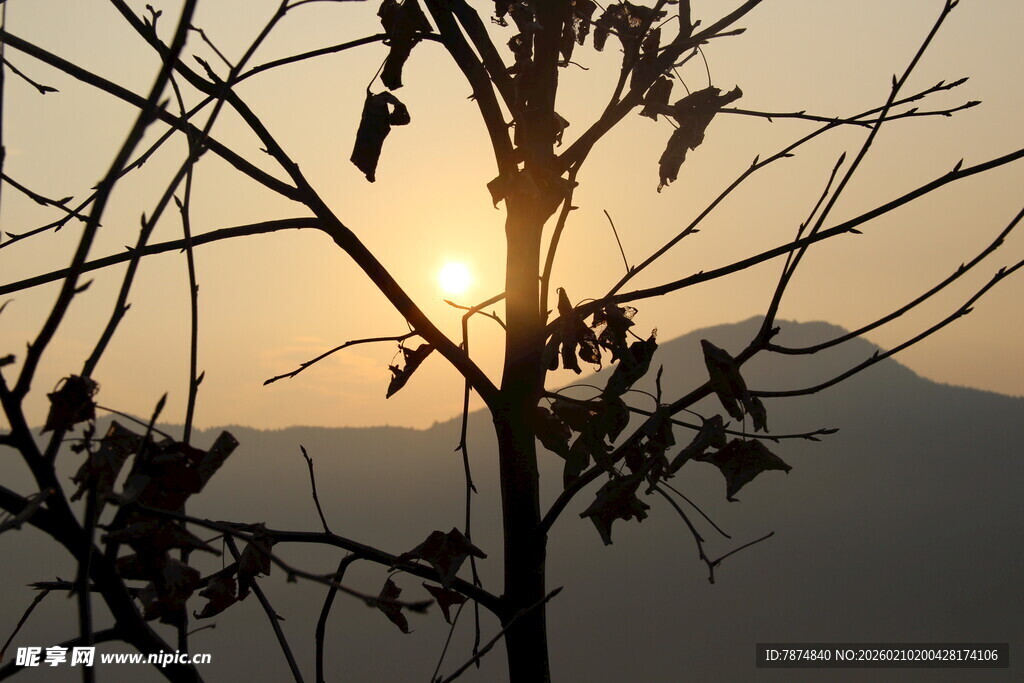 婺源夕阳下的树枝剪影