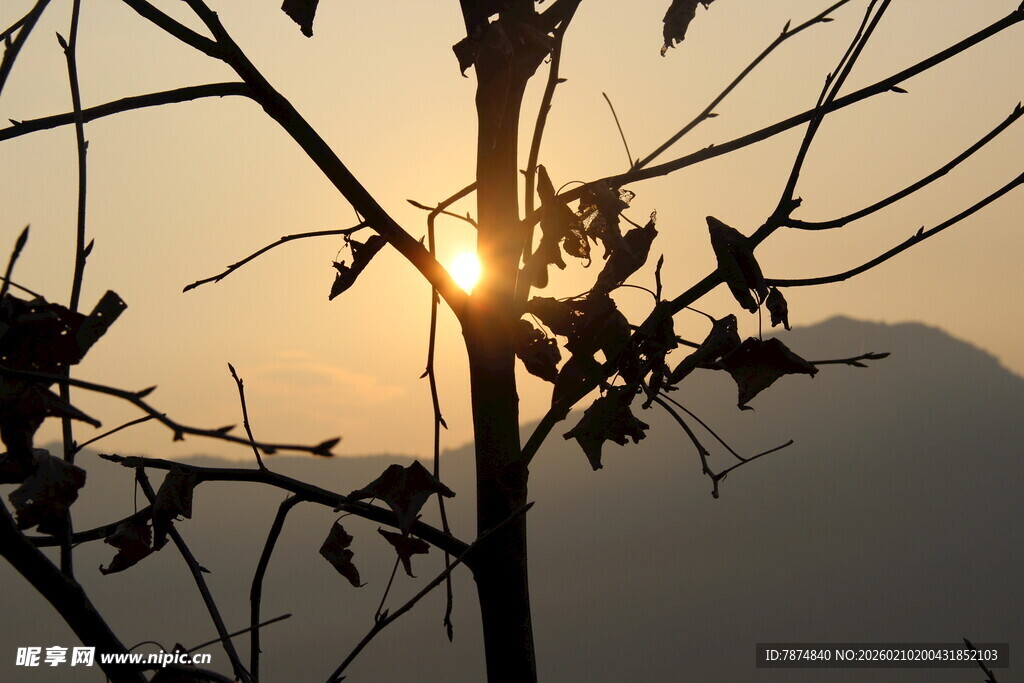 婺源夕阳下的枝叶剪影