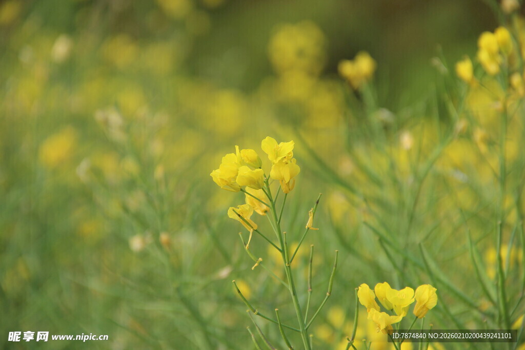 婺源春日油菜花田美景