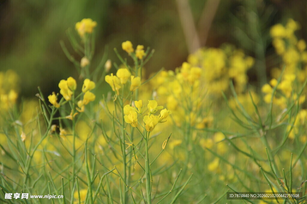 婺源春日油菜花绽放美景