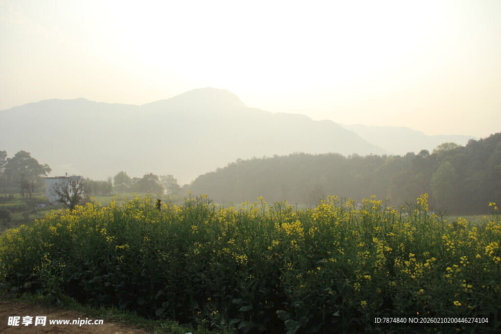 婺源山间黄花田 晨光美景