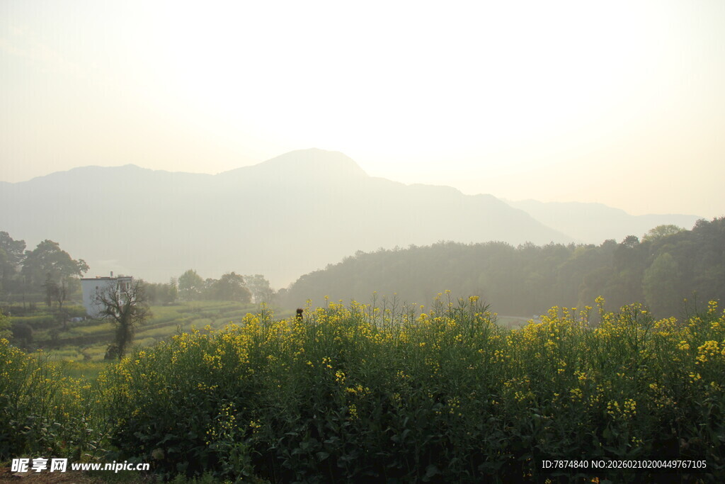 婺源山间黄花田 晨光美景