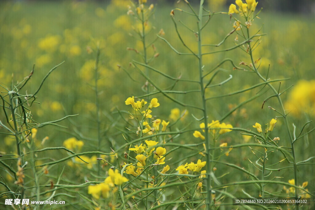 婺源春日油菜花田美景