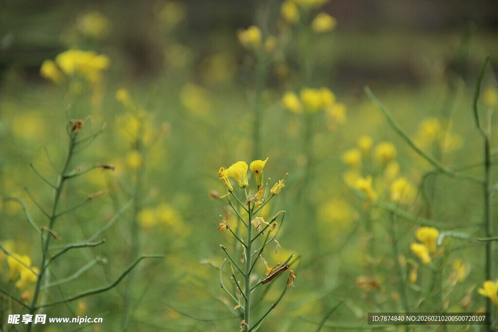 婺源春日油菜花田美景