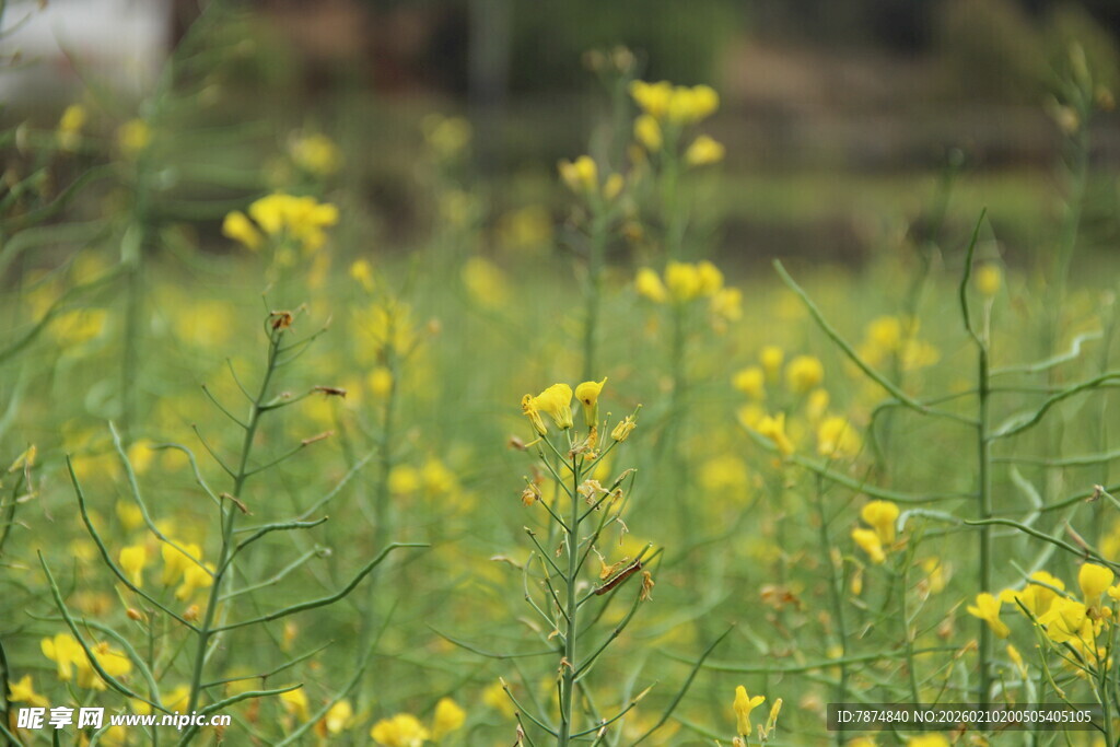 婺源春日油菜花田美景
