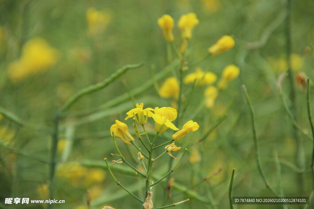 婺源春日黄花绽放的美丽景致
