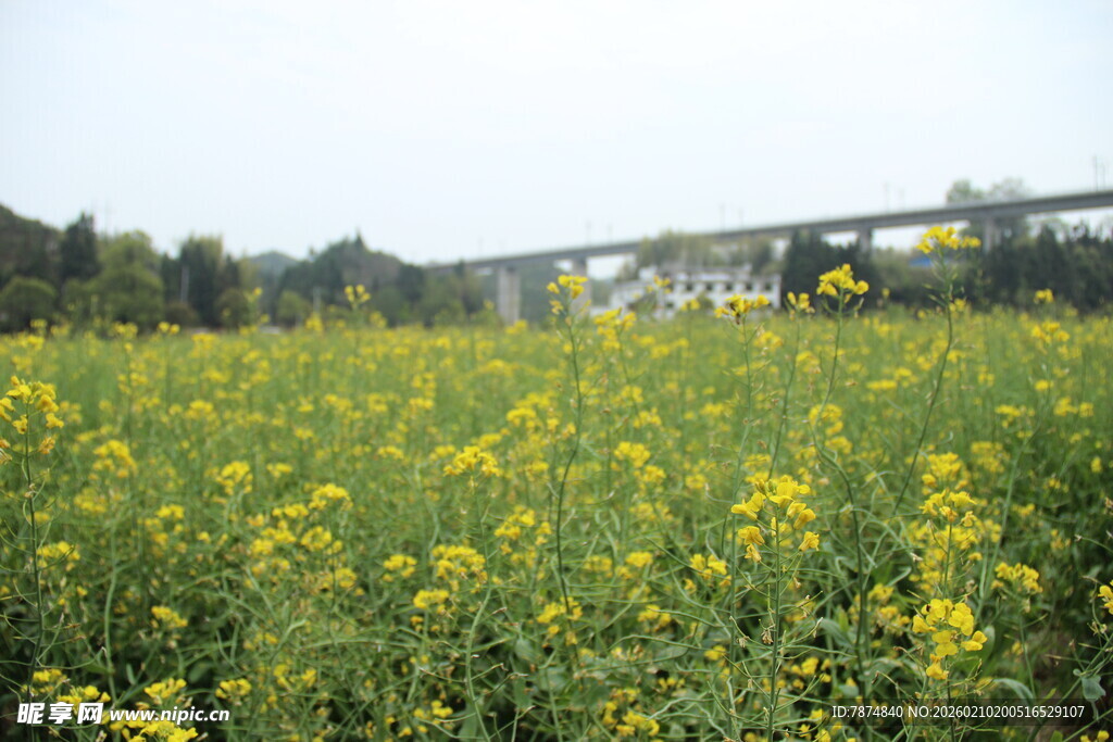 婺源金黄油菜花田的美丽景致