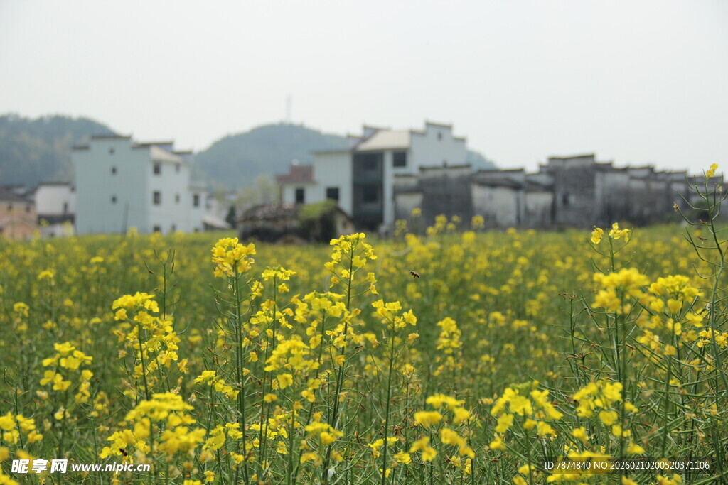 婺源春日油菜花海与村庄