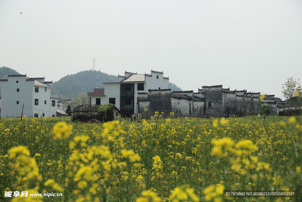 婺源春日油菜花田旁的村落