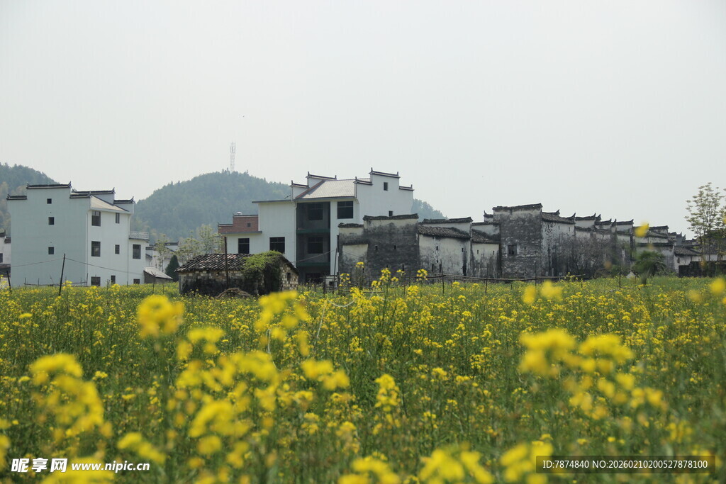 婺源春日油菜花田旁的村落