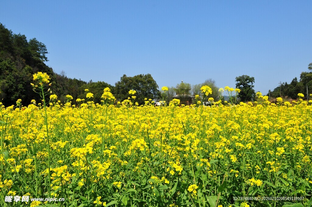 婺源金黄油菜花田 春日美景