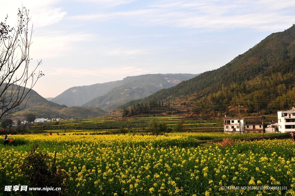 婺源春日田野油菜花海美景