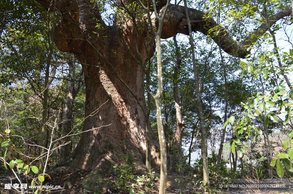 婺源古老大树扎根繁茂森林