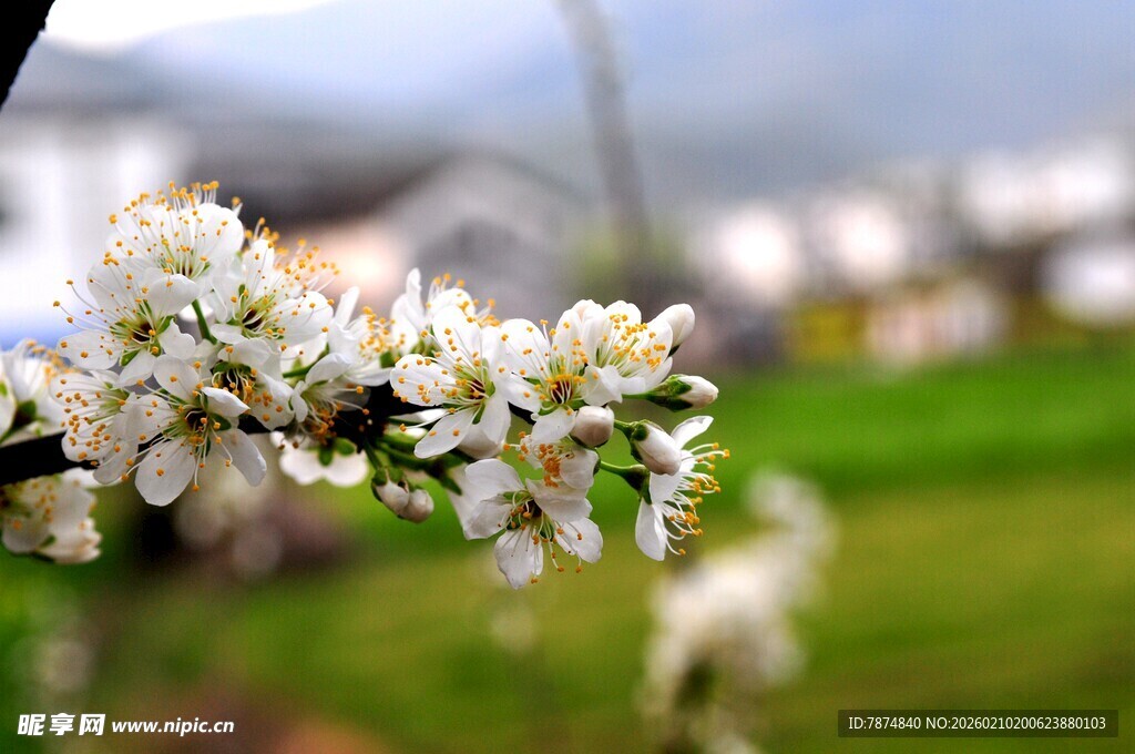 婺源枝头绽放的洁白春花