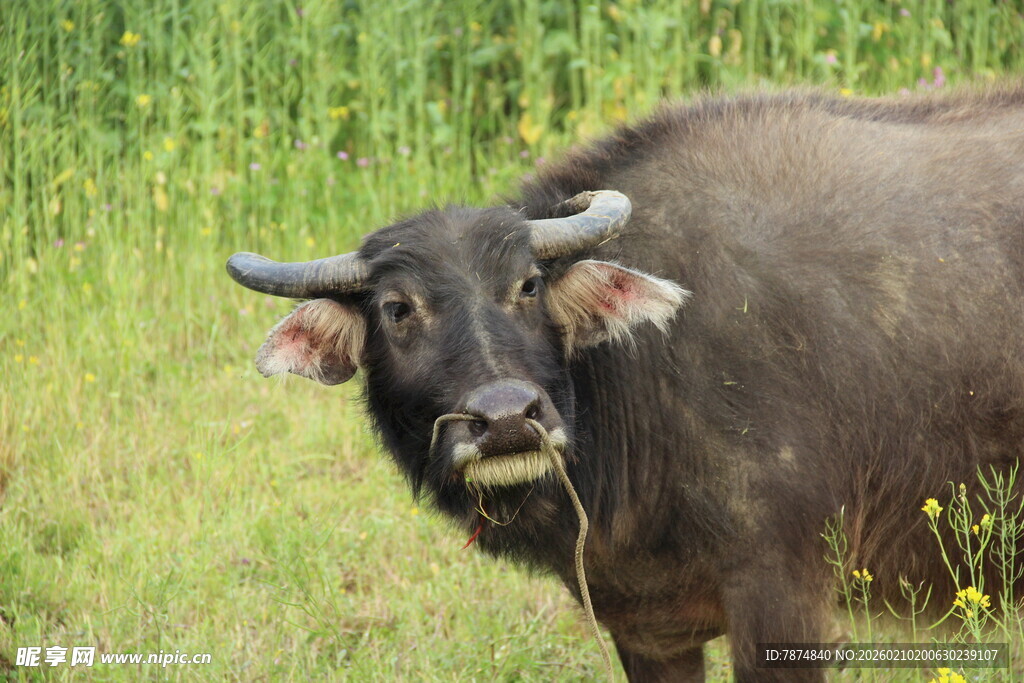 婺源田野中的水牛