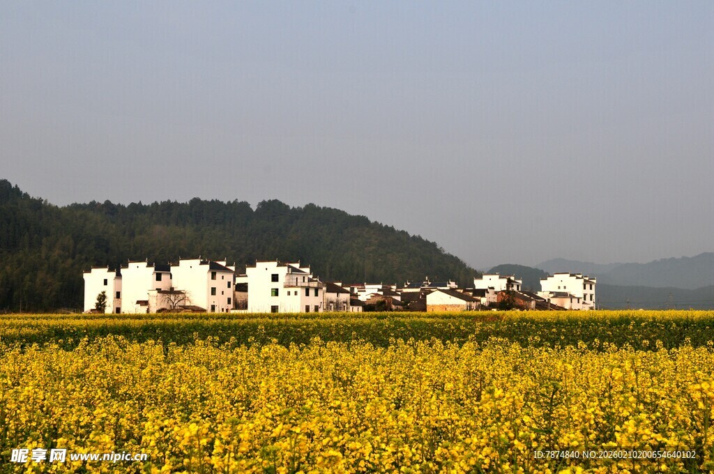 婺源金黄田野旁的村庄美景