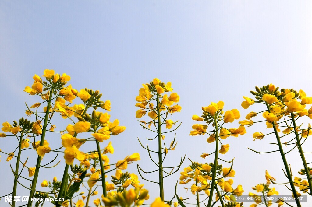 婺源金黄油菜花绽放蓝天之下