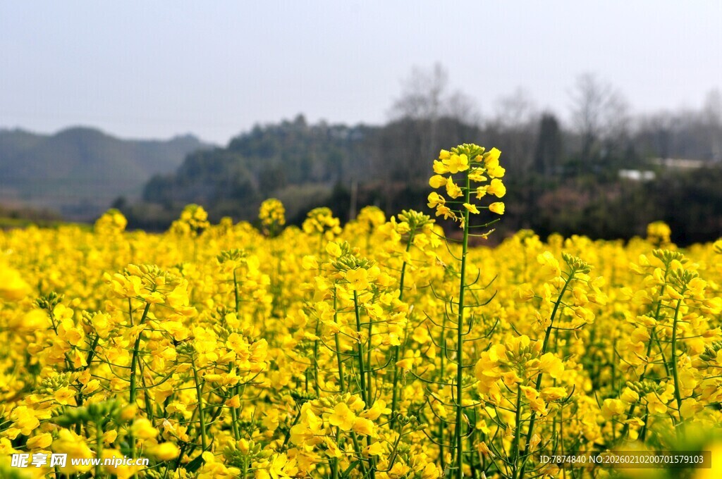 婺源金黄油菜花田的春日美景