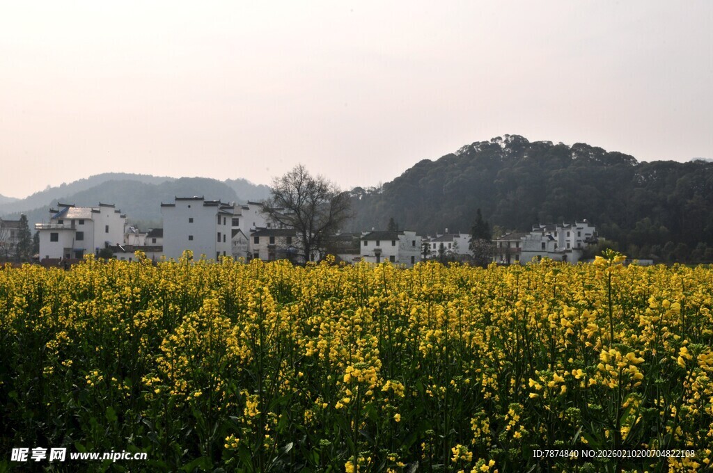 婺源春日油菜花田与远山景色
