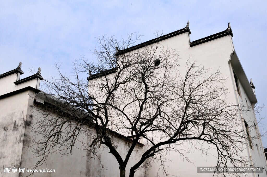 婺源中式白墙建筑与孤树