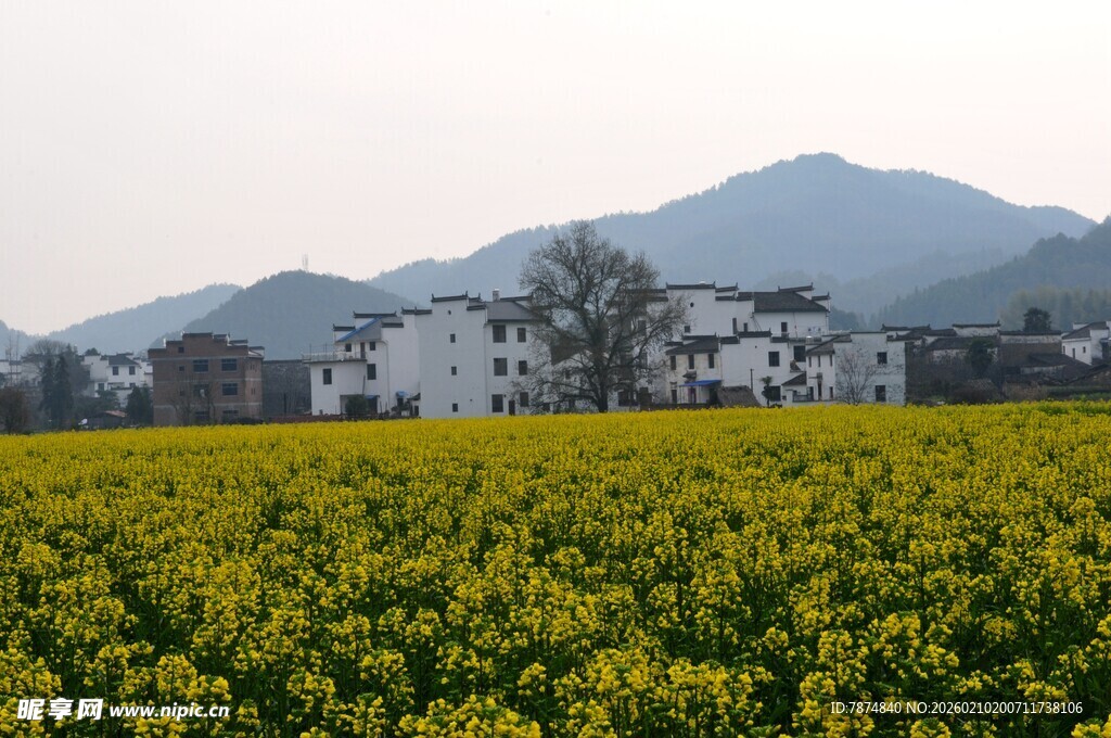 婺源春日油菜田与远处村落
