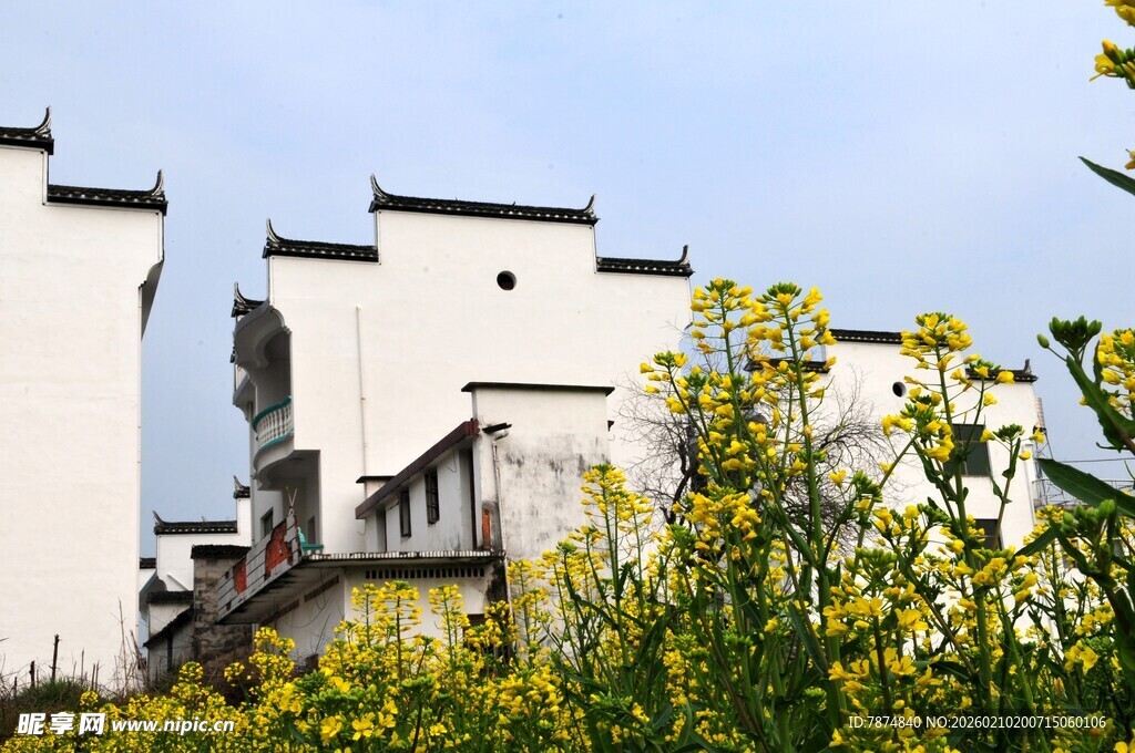 婺源徽派建筑旁的灿烂油菜花