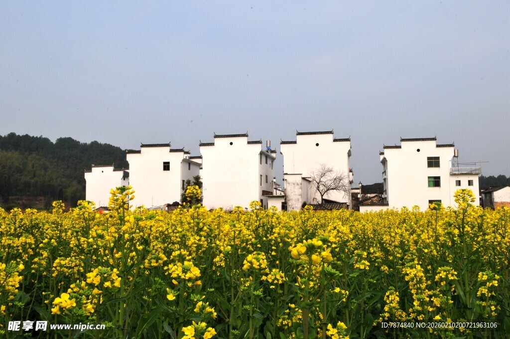 婺源油菜花海旁的白墙建筑群