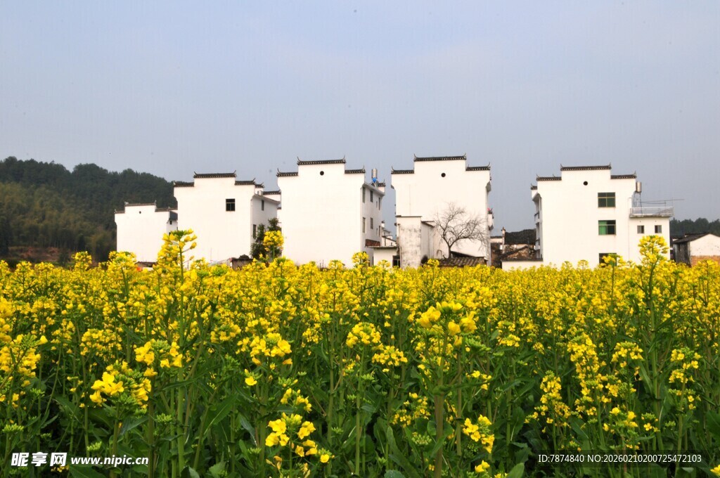 婺源油菜花海中的白墙建筑