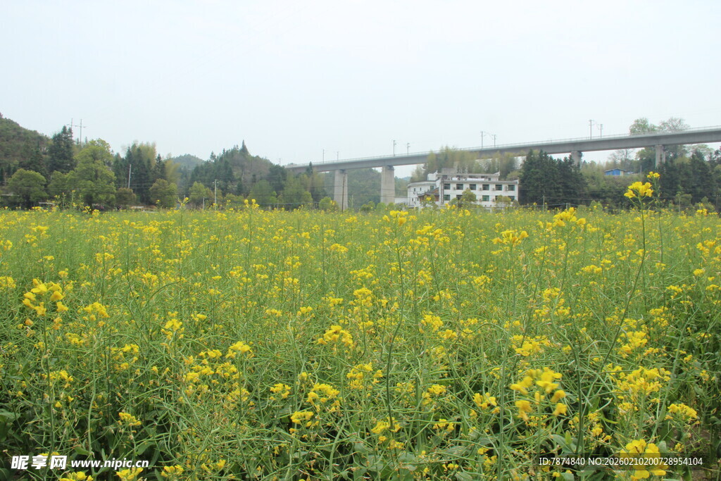 婺源金黄油菜花田 田园美景