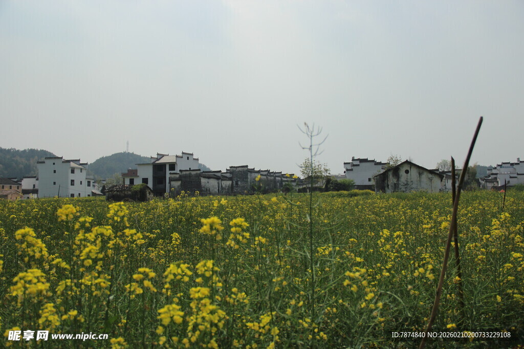 婺源春日油菜花田田园风光