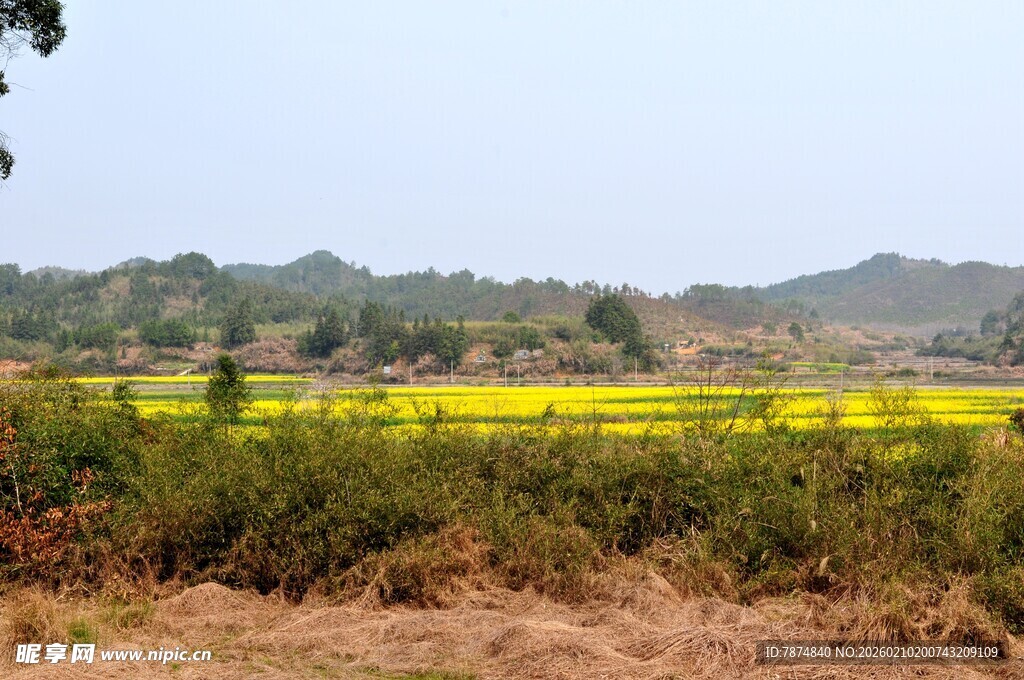 婺源金黄田野风光