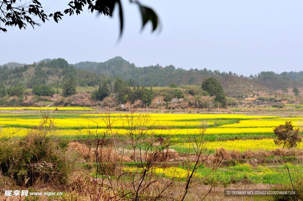 婺源春日田野油菜花景观