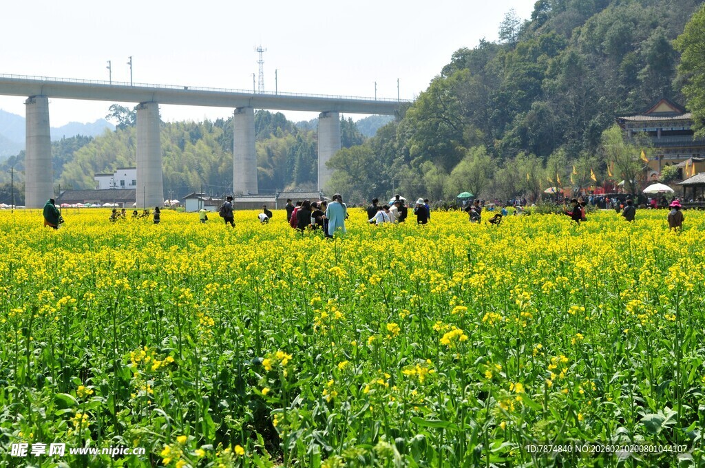 婺源春日油菜花田中的人群