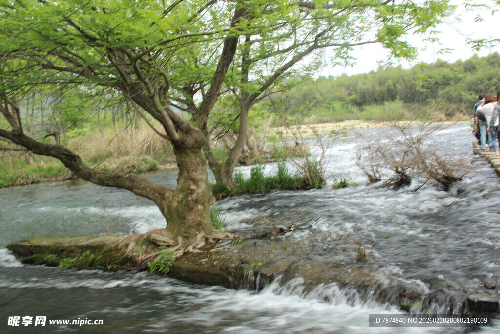 婺源溪边绿树与潺潺流水景致