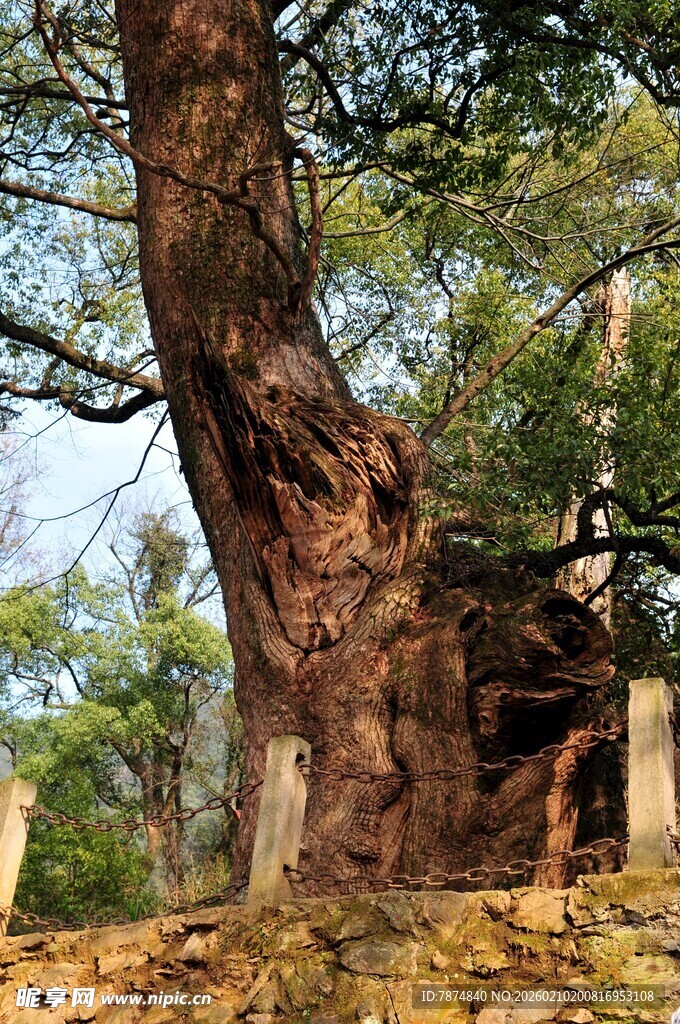 婺源古老大树下的静谧景致