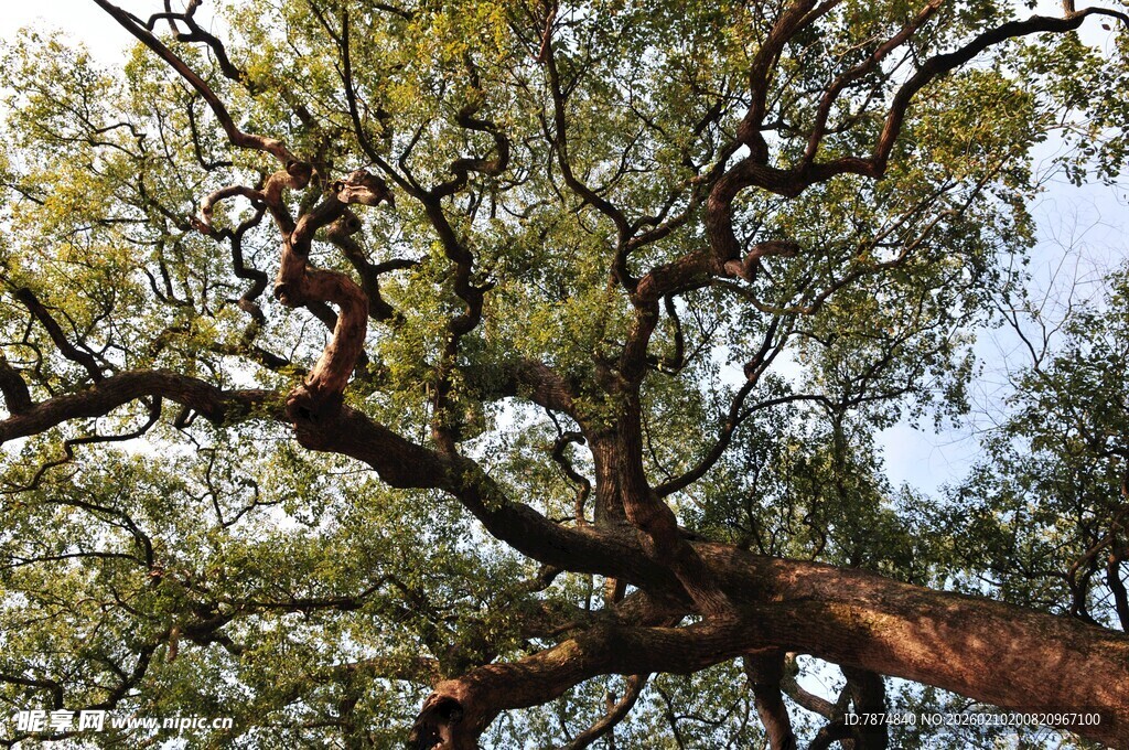 婺源仰视繁茂大树枝干